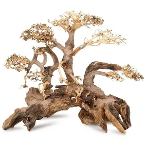 Norimpex Tonše koks Bonsai nr 59 60x40 sienas druka